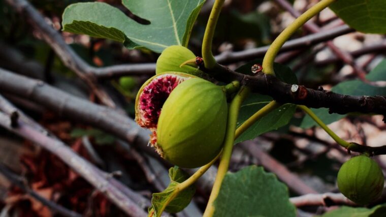 Fig tree and fruit
